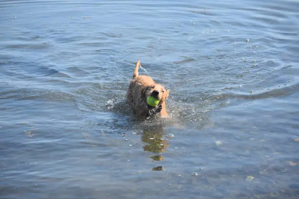 Splashing toller puppy dog retrieving a tennis ball.