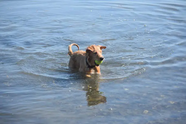 Nova Scotia Duck Tolling Retriever playing in the ocean with a ball.