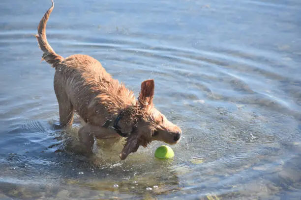 Playful Yarmouth toller puppy in water reaching for a tennis ball.
