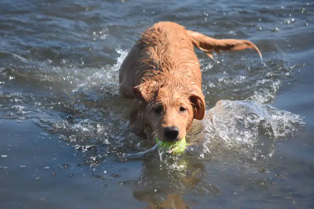Tennis ball in the mouth of a splashing wet Nova Scotia Duck Tolling retriever puppy in the water.
