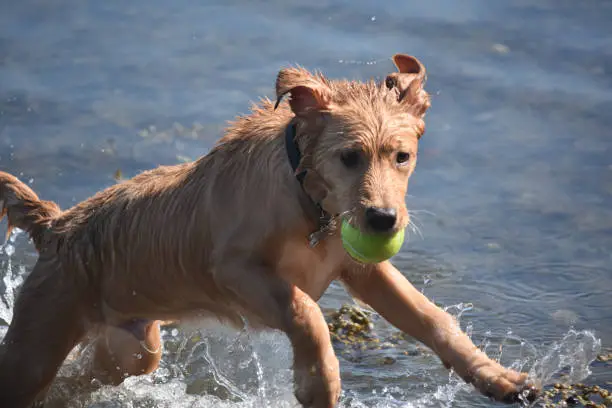 Jumping wet toller puppy dog with a green tennis ball playing in the water.