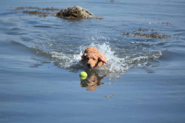 Water reflection of a duck tolling retriever in the water.