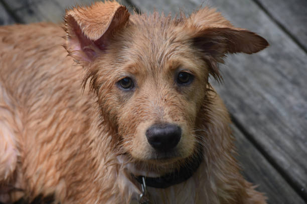 istock Wet Little Red Duck Dog in Water 1136643707