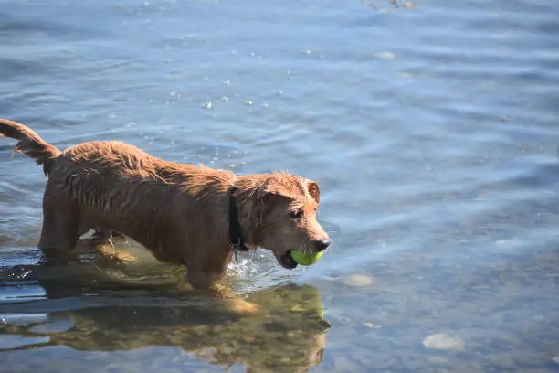 Toller puppy playing with a ball in shallow water.