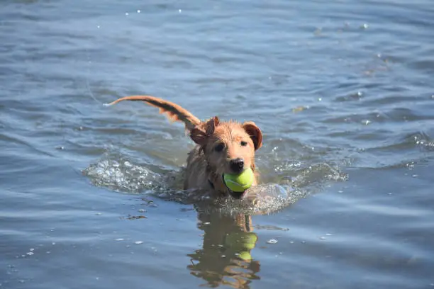 Adorable face of a Nova Scotia Duck Tolling Retriever puppy with a green tennis ball.