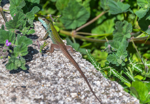 istock Green and Turquoise Lizard Sunning Itself on a Rock 1136643927