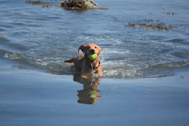 Cute duck tolling retriever puppy dog carrying a ball in his mouth reflected in the water.