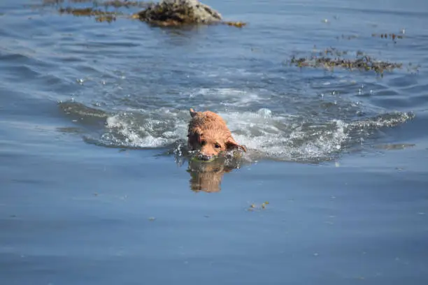 Cute Nova Scotia Duck Tolling Retriever swimming with a ball in his mouth, reflecting in the water.