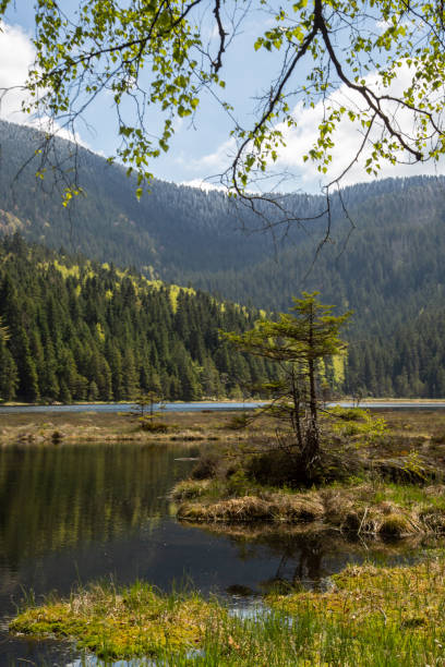 istock Landscape at the small Arbersee in Bavaria 1136644294