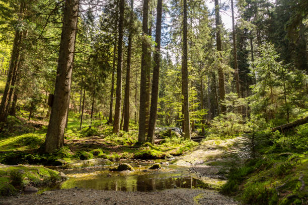 istock Landscape at the small Arbersee in Bavaria 1136644547