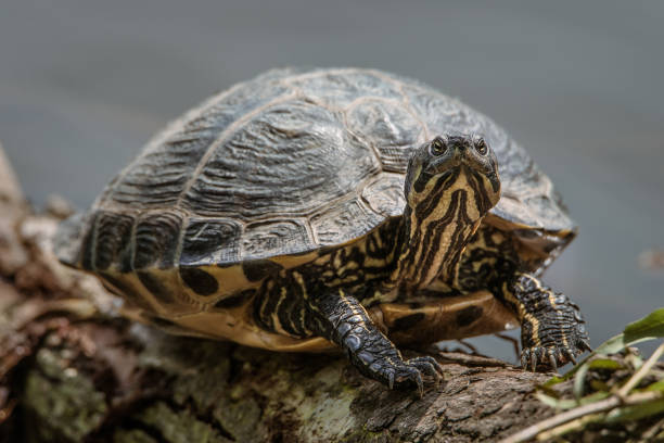 istock Grey pond turtle basks and sun bathes itself on a log white looking at the camera 1136644697