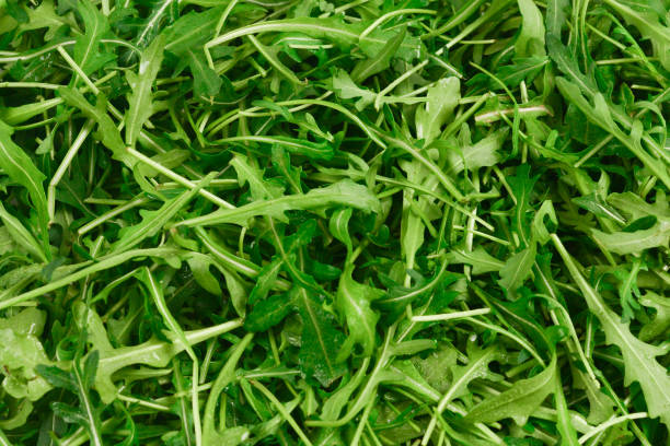 istock Fresh leaves of arugula as background. 1136644781