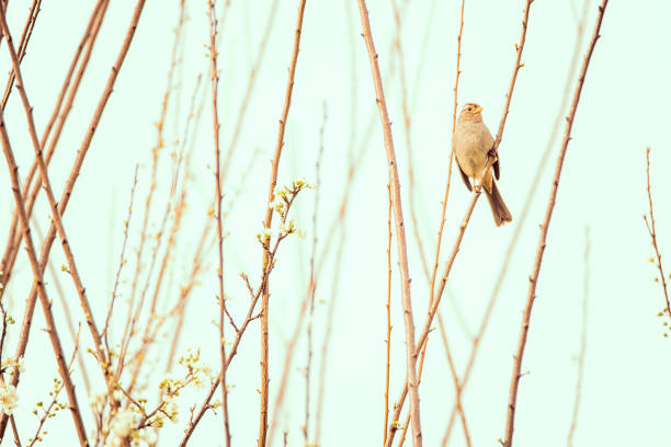 Tit on a branch in winter