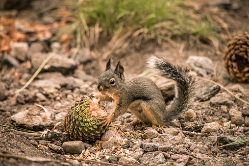 Small grey and red Douglas Squirrel holds and chews a pinecone on the forest floor.