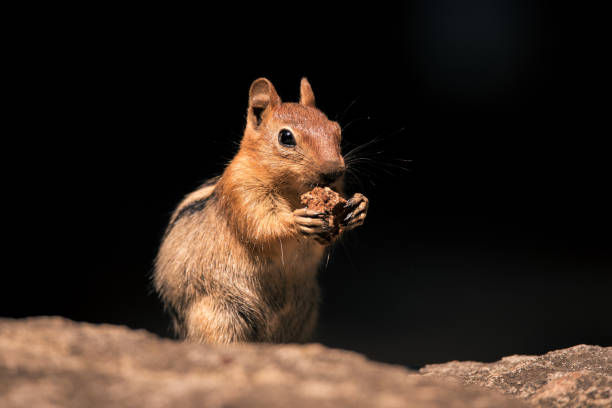 istock California chipmunk holding and eating food 1136645813