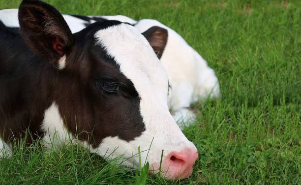 istock Tired neborn Holstein calf in the field 1136646538