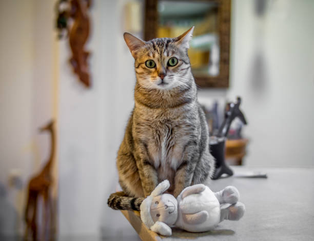 istock Cute cat with her favourite toy. 1136646642