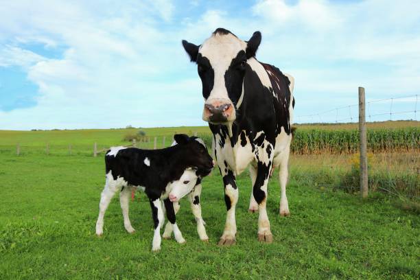 畑で生まれた双子の子牛を持つホルスタイン種牛 - domestic cattle calf mother field ストックフォトと画像