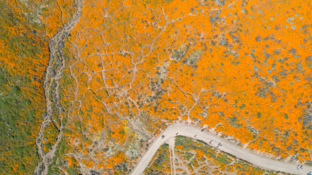 widok z lotu ptaka na kalifornijskie złote pole maku - poppy field flower california golden poppy zdjęcia i obrazy z banku zdjęć