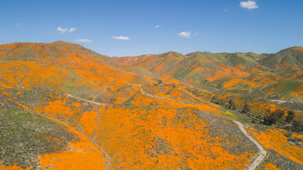 widok z lotu ptaka na kalifornijskie złote pole maku - poppy field flower california golden poppy zdjęcia i obrazy z banku zdjęć