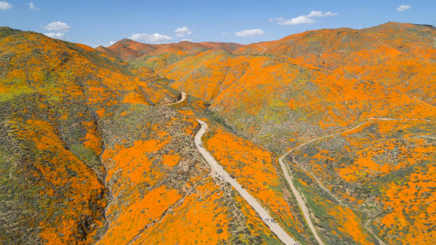 カリフォルニア黄金ポピー畑の空中風景 - poppy field flower california golden poppy ストックフォトと画像
