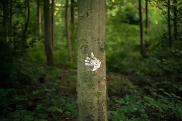 Photo of Isolated photo of a white handprint on a tree in the forest