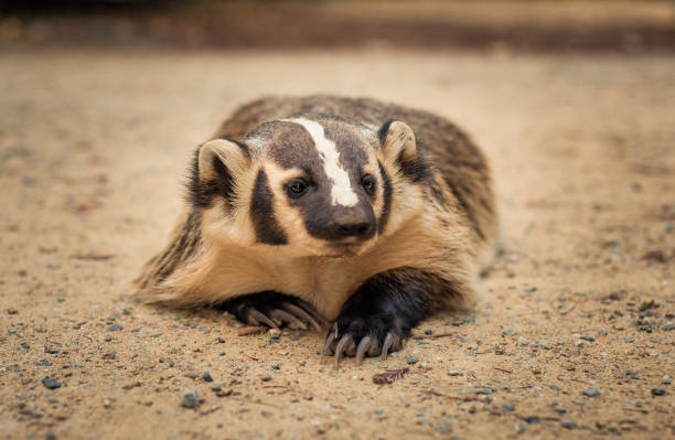 Brown, black, and white American Badger lays on the ground, with his long claws visible