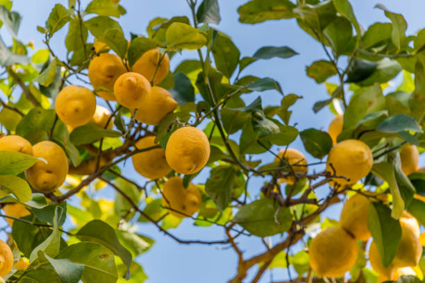 istock Lemons Growing on Tree Against a Clear Blue Sky in Italy 1136649473
