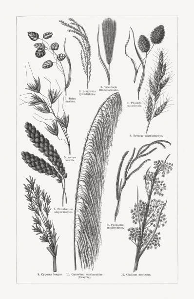 Oats Deutsch - Illustrationen und Vektorgrafiken - iStock