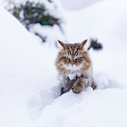 Animal in winter