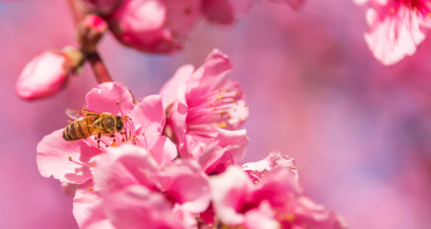 istock Bee in a Bright Pink Peach Blossom in Spring 1136650502
