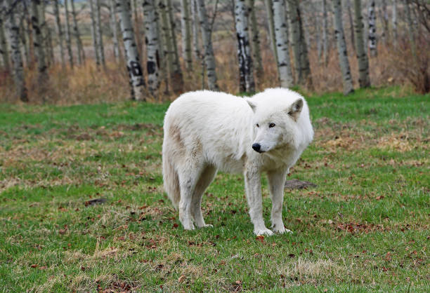 White Wolfdog stock photo