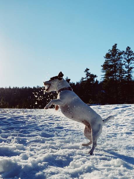 istock Dog catching snowball 1136652087