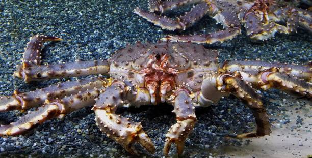 Live Alaskan Blue Crab, Close Up