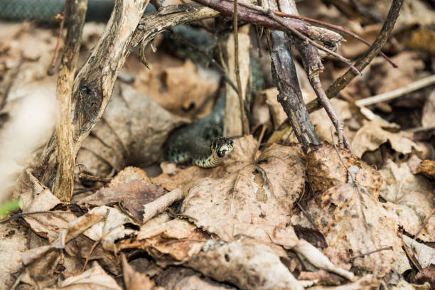 Grass snake sticking out among the leaves