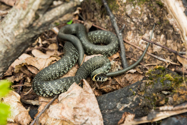 grass snake hid among the leaves - water snake imagens e fotografias de stock