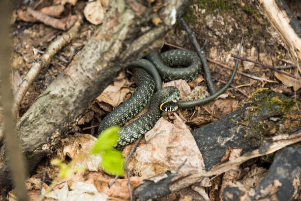 Grass snake hid among the leaves