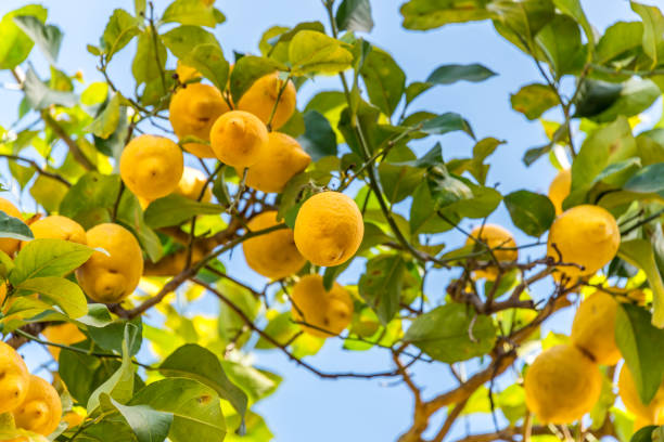 Lemons Growing on Tree Against a Clear Blue Sky in Italy