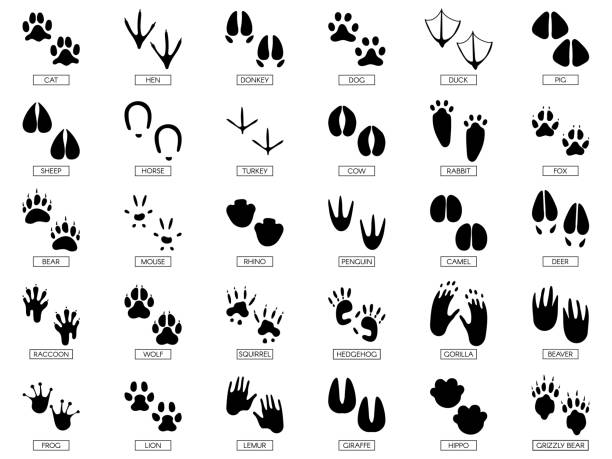 Animals footprints. Animal feet silhouette, frog footprint and pets foots silhouettes prints vector illustration set Animals footprints. Animal feet silhouette, frog footprint and pets foots silhouettes prints. Wild african animals paw walking track or footprint tracks. Vector illustration isolated sign set animals in the wild stock illustrations