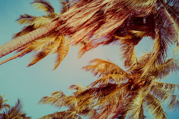 istock Coconut palm tree foliage under sky. Vintage background. Retro toned poster. 1136655228
