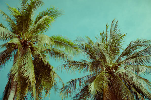 istock Coconut palm tree foliage under sky. Vintage background. Retro toned poster. 1136655313