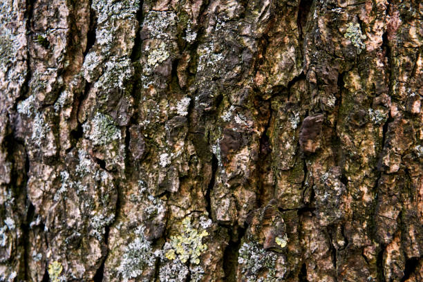 istock grunge texture of old weathered wood 1136655514