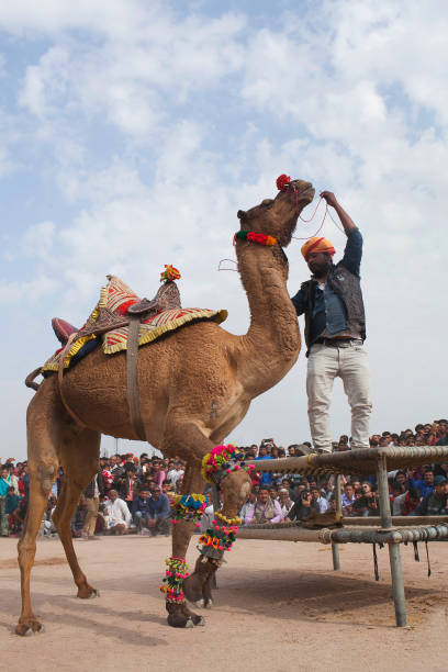 인도 라자 스 탄 축제에서 낙 타 춤 - pushkar camel fair 뉴스 사진 이미지