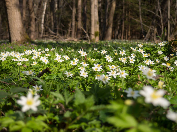 istock Spring forest in Litovelske pomoravi, Czech Repbublic 1136656823
