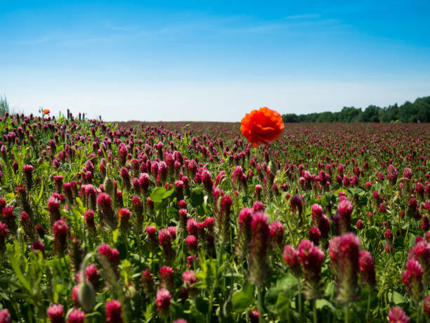 поле цветущего клевера с красным маковым цветком - clover field blue crop стоковые фото и изображения