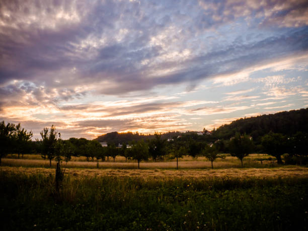 istock Harvested field and trees in the evening light 1136656883