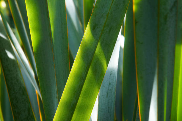 Phormium tenax new zealand flax green plant stock photo