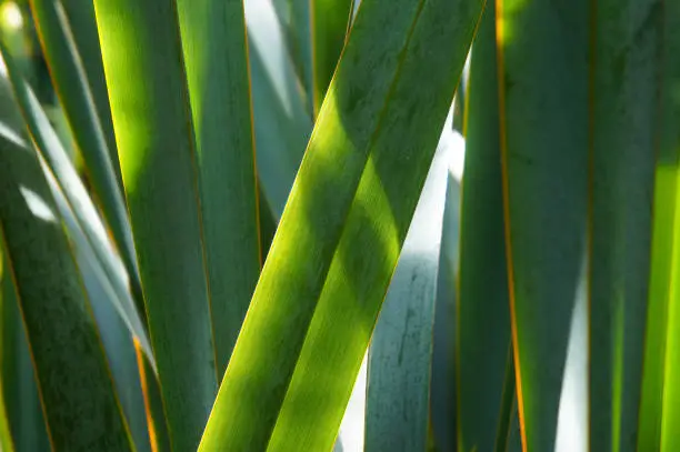 Photo of Phormium tenax new zealand flax green plant