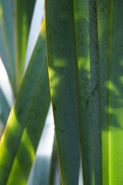 phormium tenax nuova zelanda lino verde pianta verticale - new zealand flax foto e immagini stock