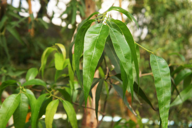Eucalyptus radiata or narrow-leaved peppermint green leaves stock photo